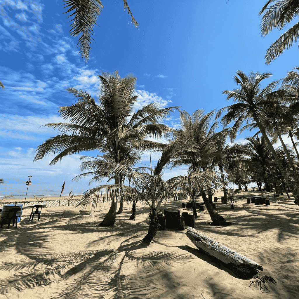 A sunny beach lined with palm trees under a bright blue sky.